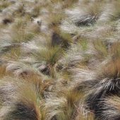  Cajas National Park